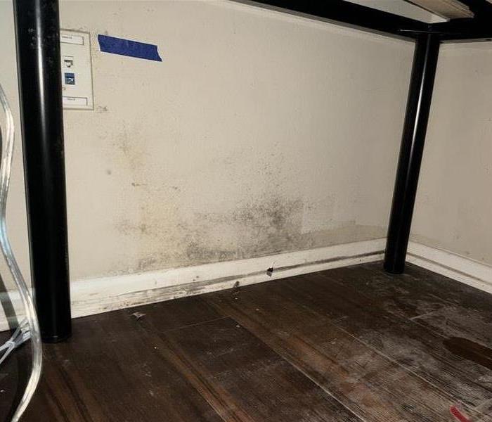 Mold infestation on a wall.
